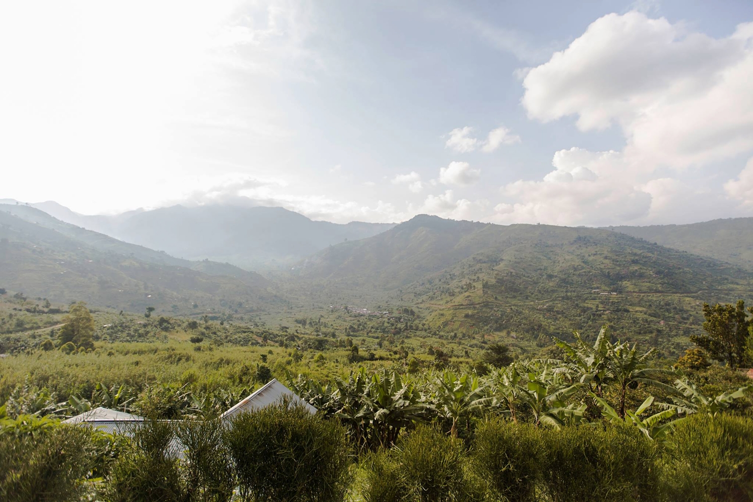 Bugoye DECAF – Bild 3