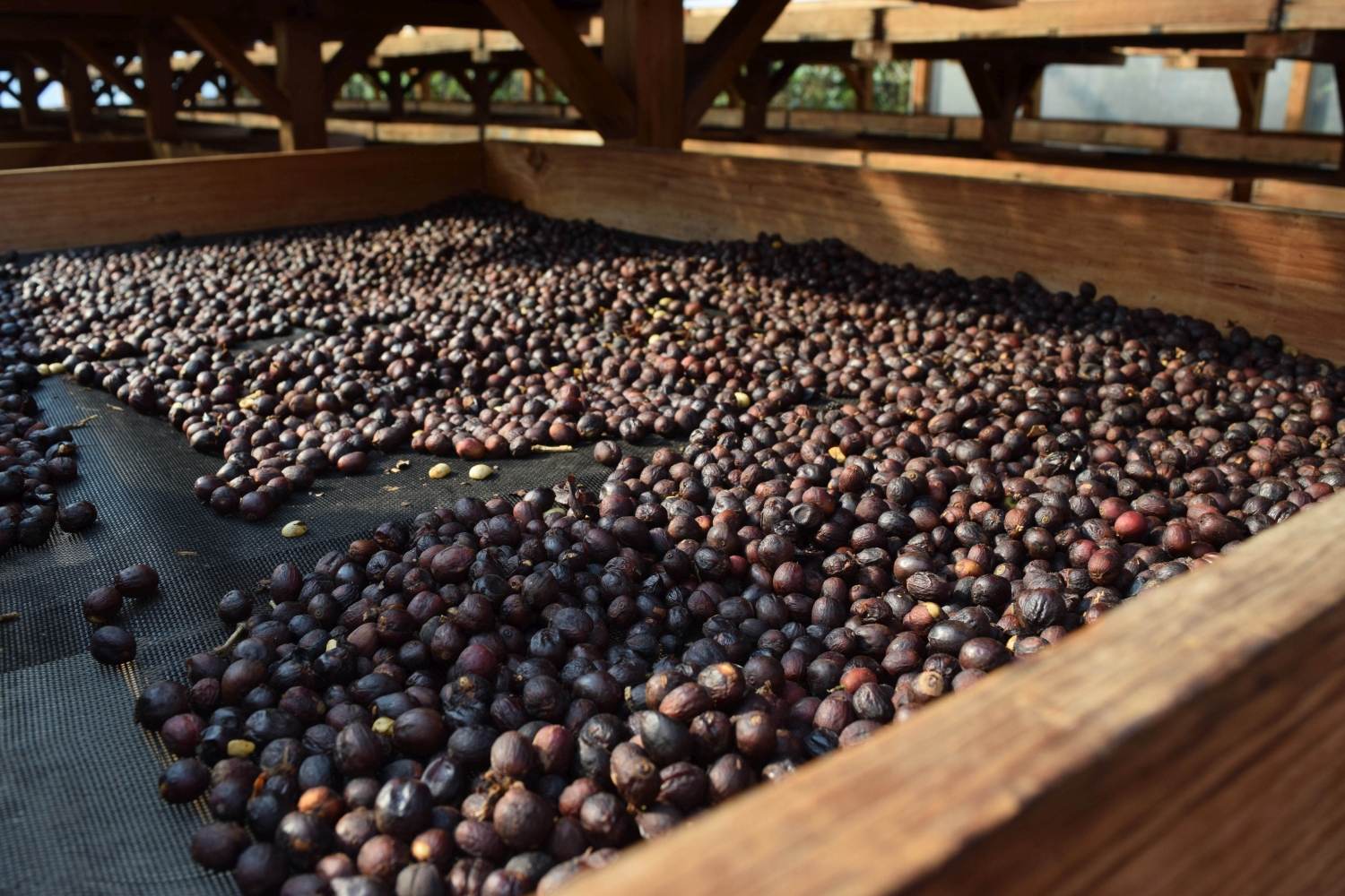 Santa Clara Gesha – Bild 3