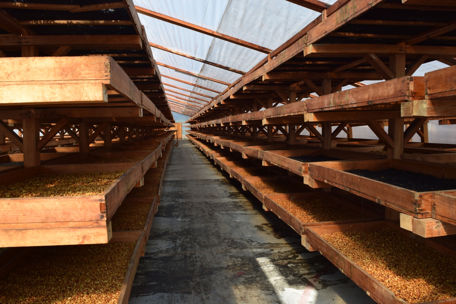 Santa Clara Gesha – Bild 4