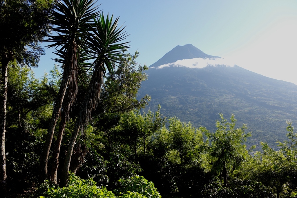 Santa Clara Gesha – Bild 2